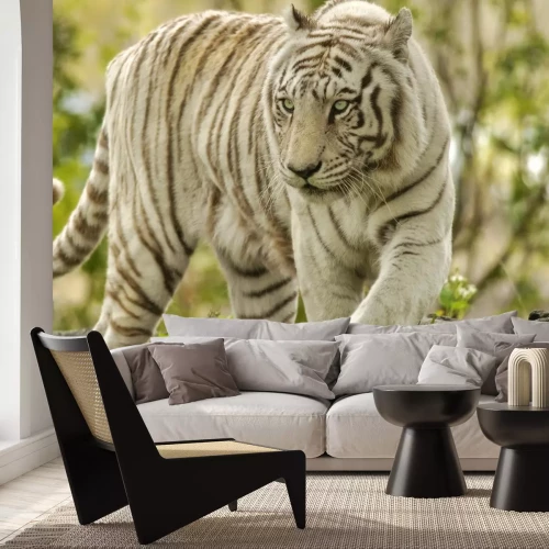 Fototapete Weißer tiger im grünen