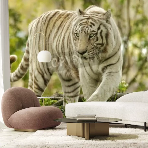 Fototapete Weißer tiger im grünen