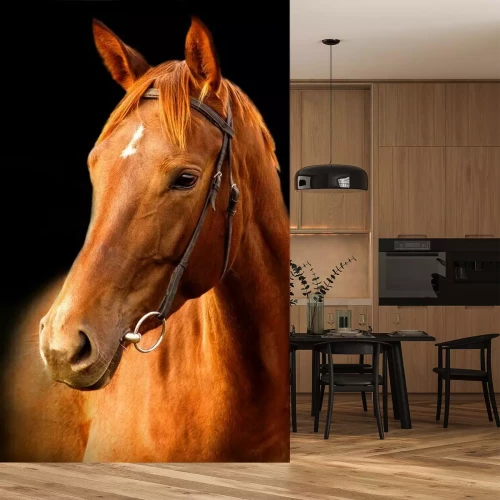 Fototapete Braunes pferd auf schwarzem hintergrund