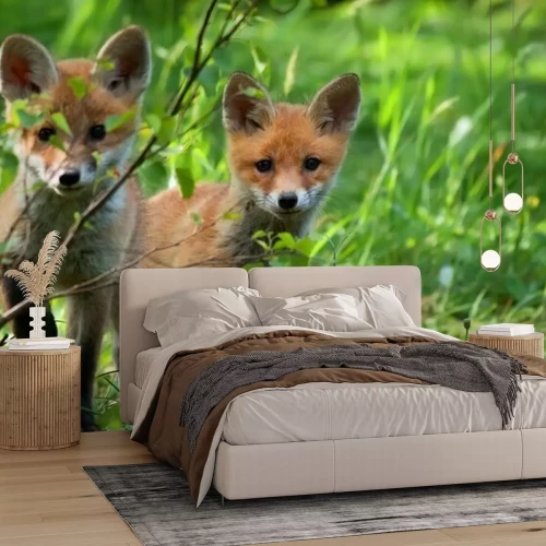 Fototapete Foxes in the wild