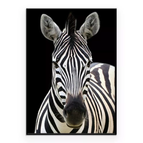 Poster Foto eines Zebras vor schwarzem Hintergrund