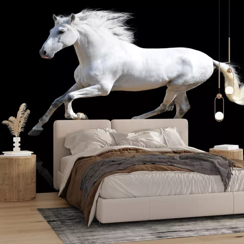 Fototapete Laufendes weißes pferd