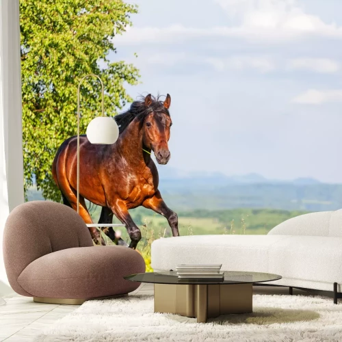 Fototapete Sommerpanorama mit einem laufenden pferd