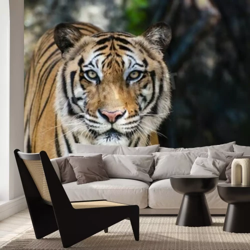 Fototapete Porträt eines tigers im wald