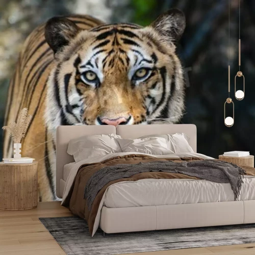 Fototapete Porträt eines tigers im wald