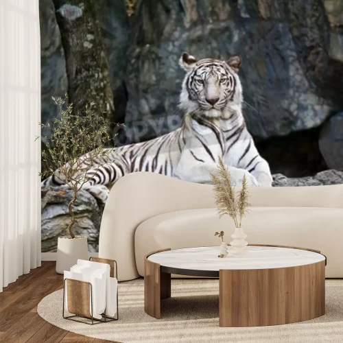 Fototapete Junger tiger, der sich auf einem felsen ausruht