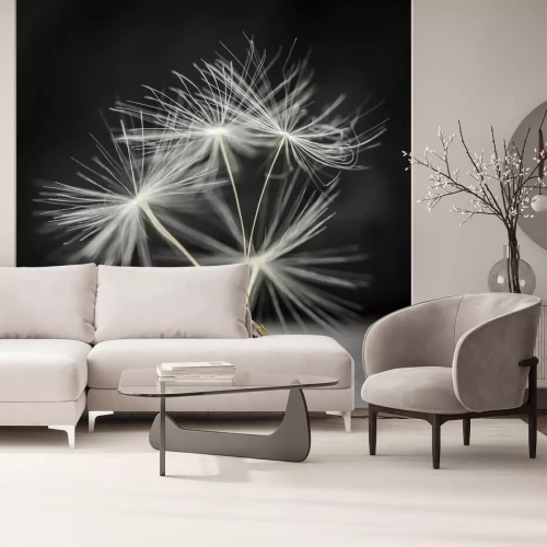 Fototapete Pusteblumensamen Makro