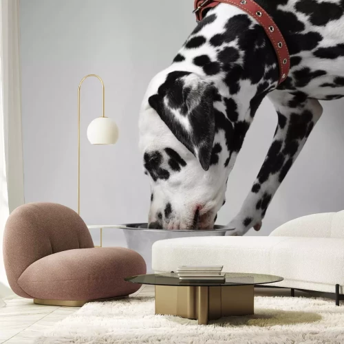 Sticker Hunde Dalmatiner in rotem Halsband mit silberner Schnalle