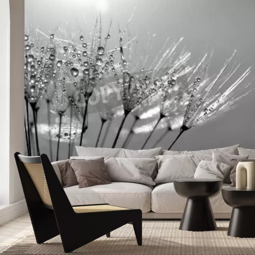 Fototapete Schwarz-weiße Pusteblume in der Sonne