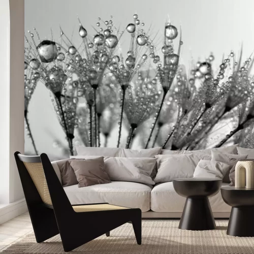 Fototapete Schwarz-weiße Pusteblumensamen