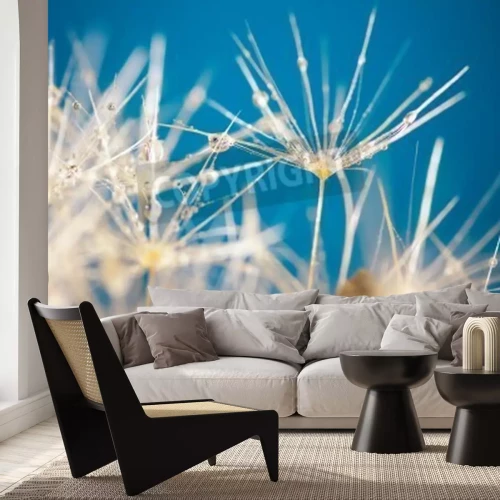 Fototapete Weiße Pusteblumensamen im Hintergrund