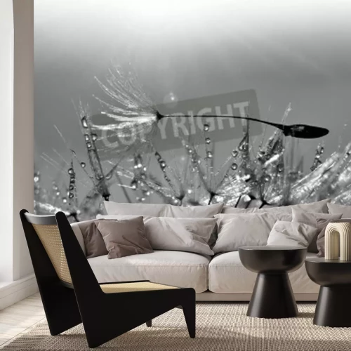 Fototapete Schwarz-weiße Pusteblume