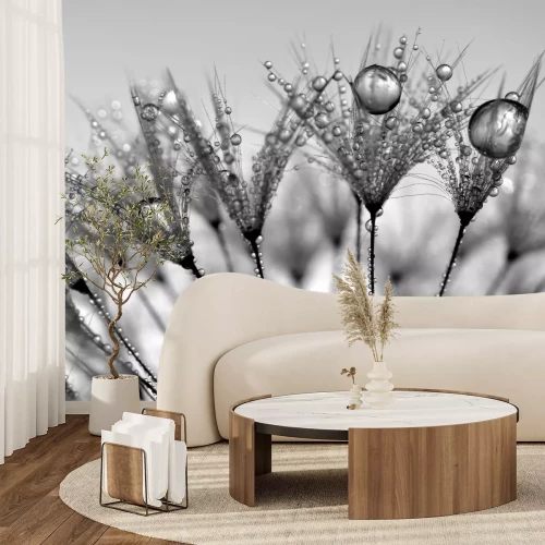 Fototapete Pusteblumensamen in den Regentropfen