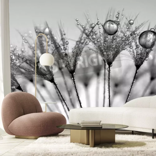 Fototapete Pusteblumensamen in den Regentropfen