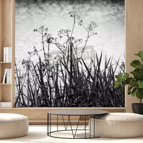Fototapete Schwarz-weiße Gräser vor dem Hintergrund des Himmels