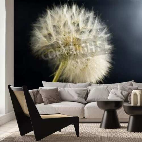 Fototapete Pusteblume auf dunklem Hintergrund