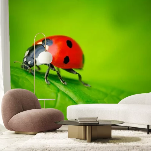Sticker Marienkäfer in Nahaufnahme auf grünem Hintergrund