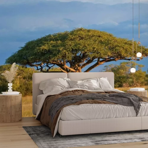 Fototapete Afrikanische Akazie im Nationalpark von Simbabwe