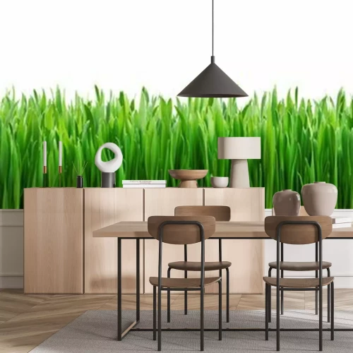 Fototapete Grüner Grasstreifen auf weißem Hintergrund