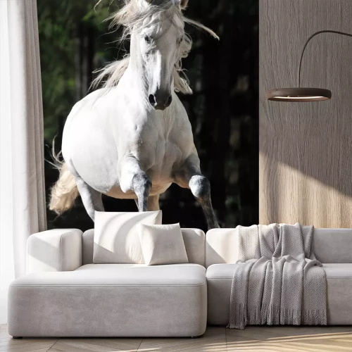 Fototapete Andalusier im sommer