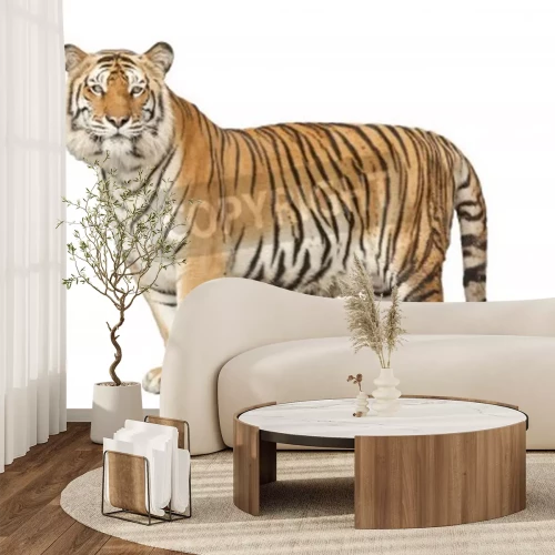 Fototapete Gestalt einer wildkatze