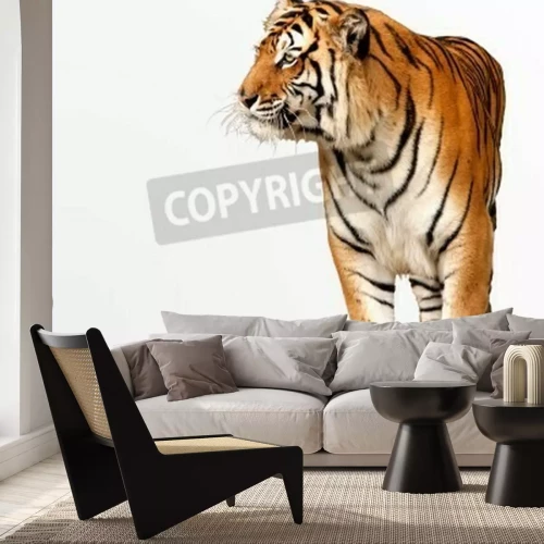 Fototapete Bengalischer tiger auf weißem hintergrund