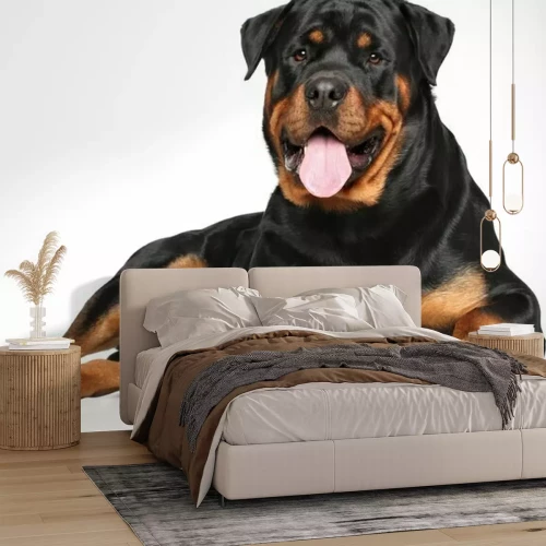 Sticker Hunde muskulöser Rottweiler mit herausgestreckter Zunge