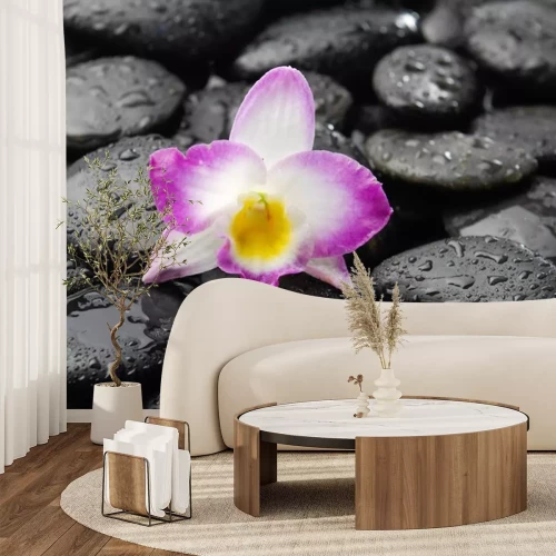 Sticker Orchidee auf nassen schwarzen Kieselsteinen