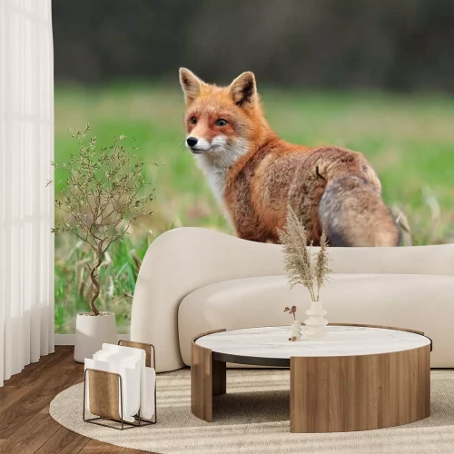 Fototapete Fuchs mit Schwanz