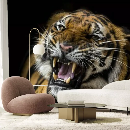 Fototapete Afrikanischer tiger auf schwarzem hintergrund