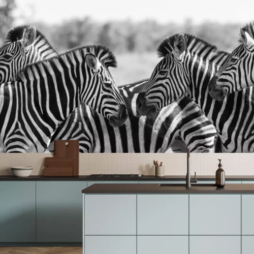 Sticker Schwarz-Weiß-Bild mit Zebras