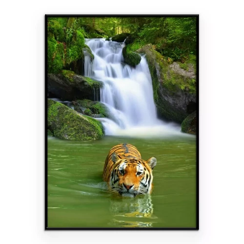 Poster Ein Tiger schwimmt im Fluss