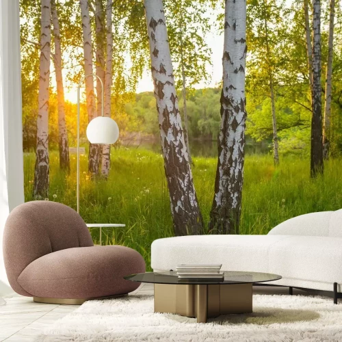 Fototapete Birch trees in a summer forest