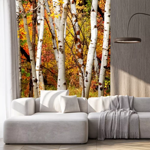 Fototapete Herbstliche weiße Birken