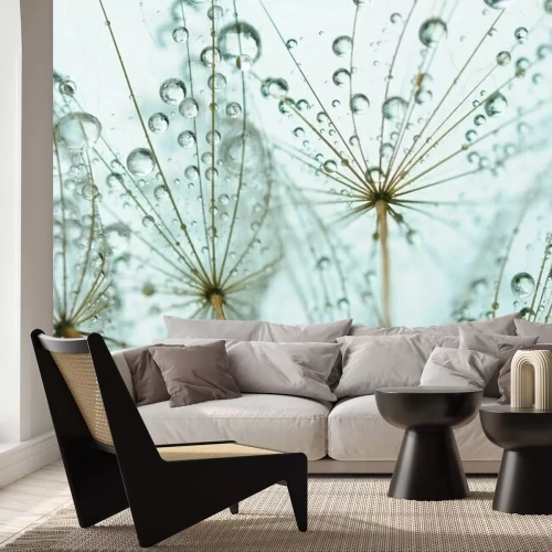 Fototapete Makrofotografie von Löwenzahn mit Wassertropfen