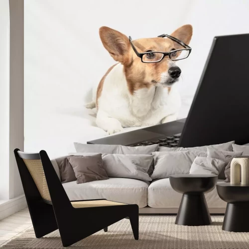 Sticker Hund Corgi mit Brille schaut auf offenen Laptop