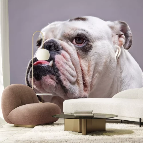 Sticker Hunde Porträt einer Bulldogge mit einem schwarzen Fleck in der Nähe des Auges