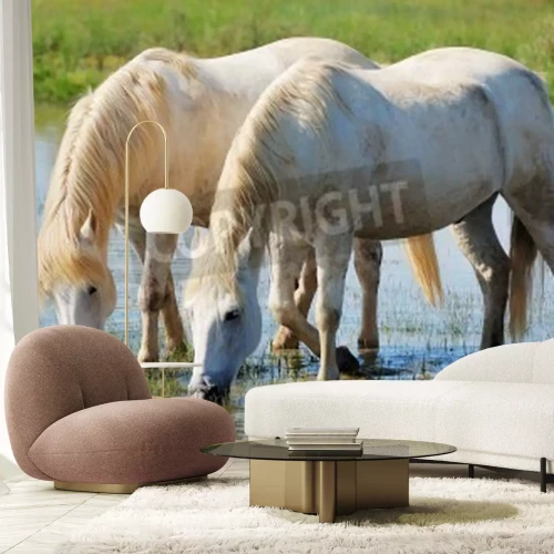 Fototapete Wasser trinkendes pferdepaar