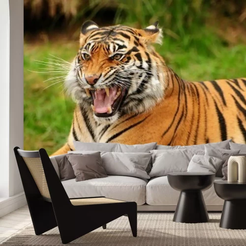 Fototapete Wilder tiger, der seine zähne zeigt