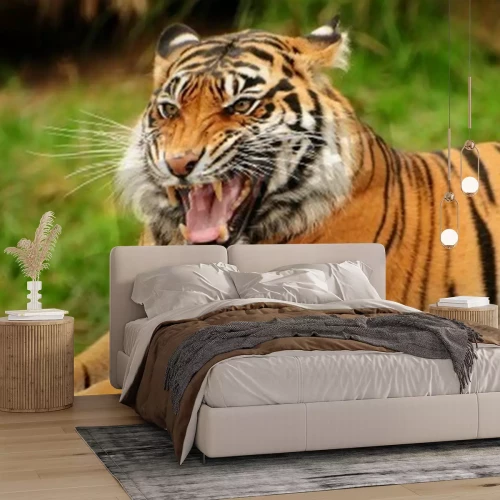 Fototapete Wilder tiger, der seine zähne zeigt