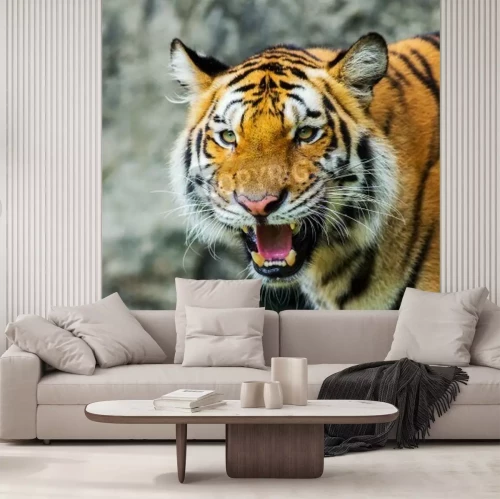 Fototapete Afrikanischer tiger im zoo