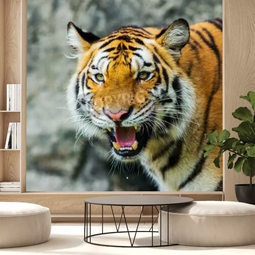 Fototapete Afrikanischer tiger im zoo