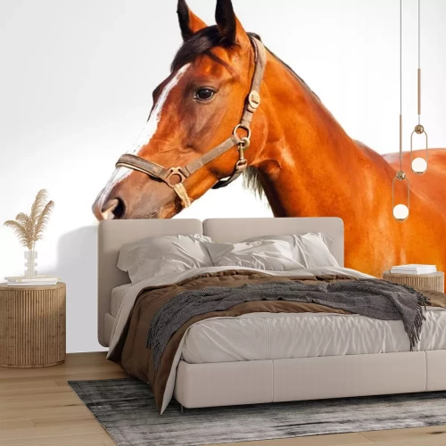 Sticker Pferdekopf mit dunkler Mähne und dunklen Augen