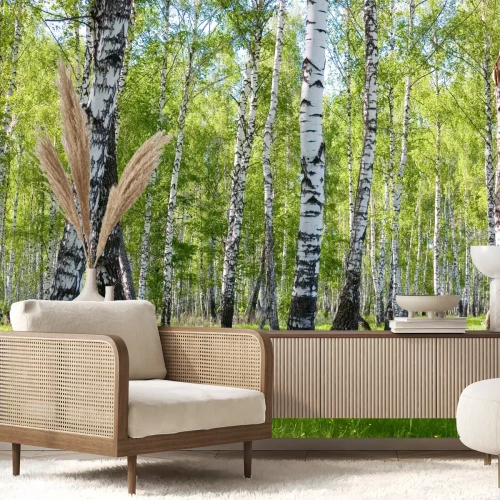 Fototapete Natur Birken