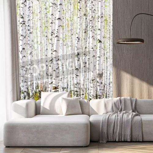 Fototapete Dichter Birkenwald