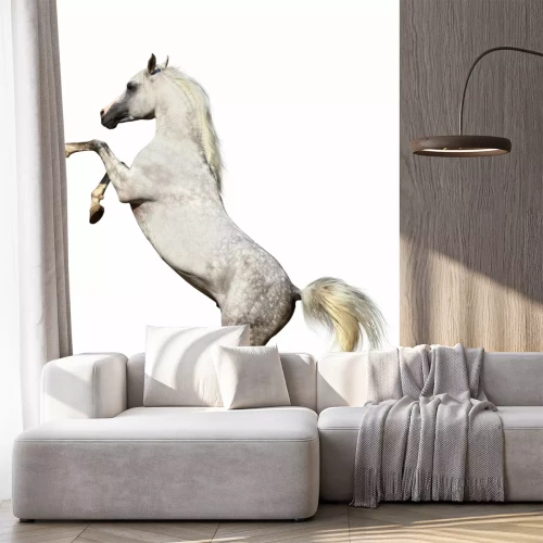 Fototapete Auf zwei beinen stehendes pferd