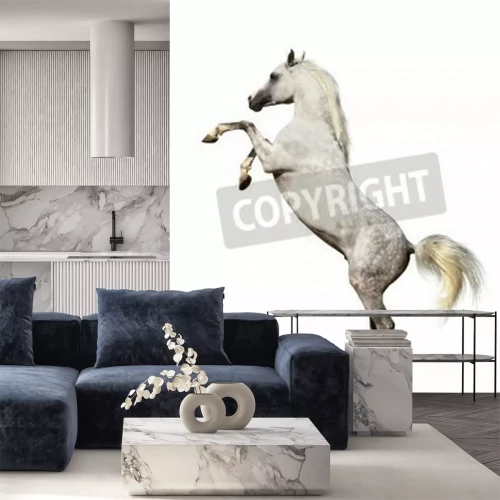 Fototapete Auf zwei beinen stehendes pferd