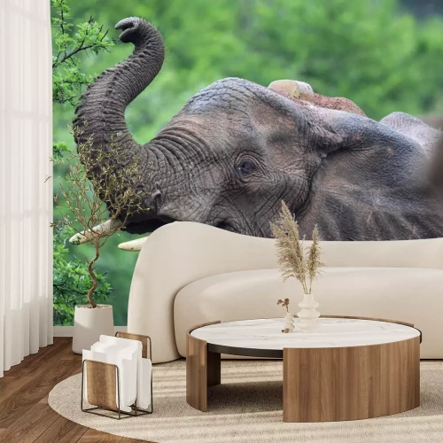 Sticker Elefant greift nach Blättern