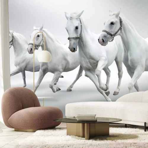 Fototapete Weiße pferde auf grauem hintergrund
