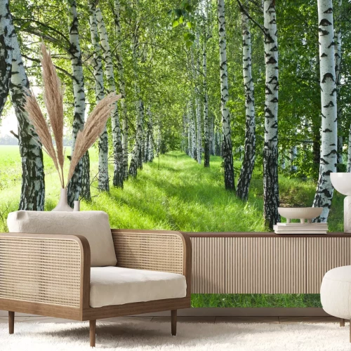 Fototapete Im Feld gepflanzte Birken